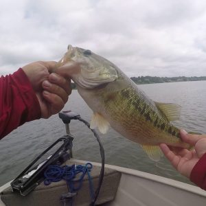 2 pound Spotted Bass Lake Hickory  Jig Fishing.