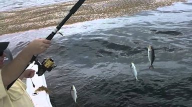 Catching Bait on a Sabiki Rig