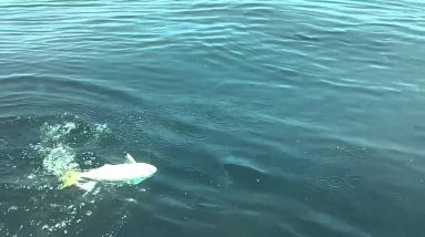 Dolphin Fishing with Brian and Jace - July 3, 2011