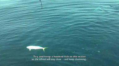 How to Catch Dolphin at a Weedline