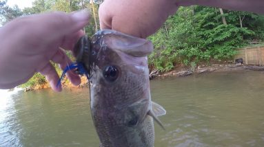 Lake Hickory Bass Fishing