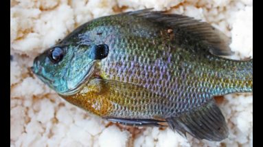 Summertime Panfishing