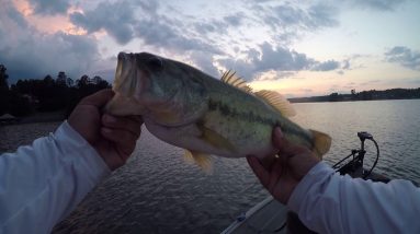 Topwater Blow Up on a Jackal Pompadour