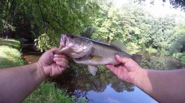 TOPWATER BLOWUPS AT FORGOTTEN POND!!!!!
