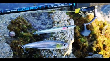 Another big bass on a surface lure