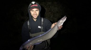 Beach fishing for conger eels
