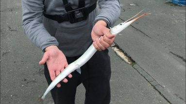 Catching garfish at Weymouth