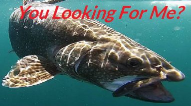 Christmas Gifts For Fishermen-Arbogast Triple Threat Lure