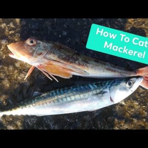Fishing for Mackerel