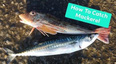 Fishing for Mackerel
