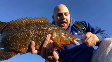 fishing for wrasse with lures part 1