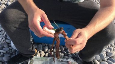 How to bait up using ragworm