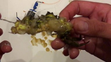 How to bait up with peeler crab