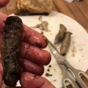 How to make black lugworm and squid wraps