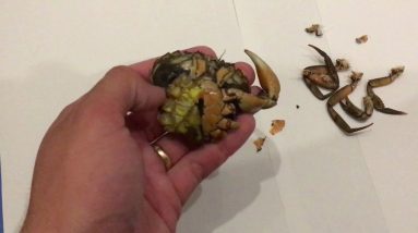 How to prepare a peeler crab