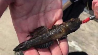 Lrf Fishing for blennys and gobies