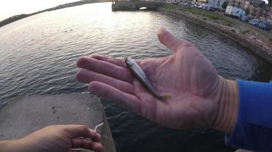 LRF fishing with isome worms