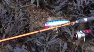 Lure fishing at bracelet bay Swansea