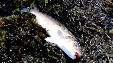 Lure fishing for big bass