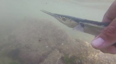 Lure fishing for garfish