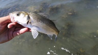 Lure fishing in Swansea