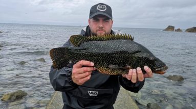 Massive PB Wrasse from the shore  - on lures