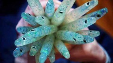 Pirate Lures The Seducers