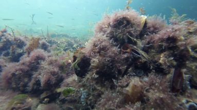 Underwater at Barry dock